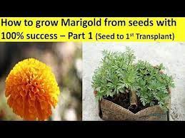 Cover the seeds with a thin layer of vermiculite. 91 How To Grow Marigold From Seeds With 100 Success Part 1 Seed To Transplant Growing Marigolds How To Grow Marigolds From Seeds How To Grow Marigolds