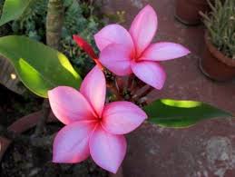 Maybe you would like to learn more about one of these? Bagian Bagian Bunga Kamboja
