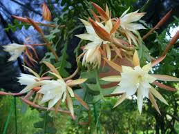 Maybe you would like to learn more about one of these? Epiphyllum Anguliger Fishbone Cactus World Of Succulents