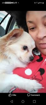 lost please help us get these babies home 504-914-4222