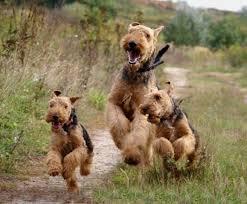 airedale terriers loved and pinned by noah s ark mobile vet service 250 212 5069 kelowna pets airedaleterrier airedale dogs dogs terrier