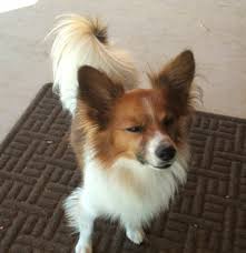 Now it's your chance to choose one as your pet. Small Dog Breeds Long Hair