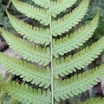 Image result for Ctenitis