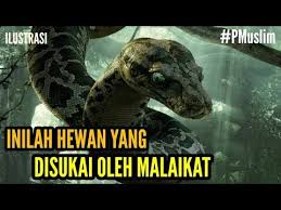 10 Hewan Yang Disukai Malaikat Dari Kucing Sampai Ular Pmuslim Youtube Hewan Kucing Malaikat