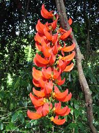 Image result for Mucuna