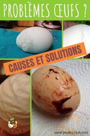 Problemes œufs Mous Fripes Hardes Taches Poule Oeuf Alimentation Poule Elevage Poule Pondeuse