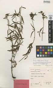 Image result for Antherotoma debilis