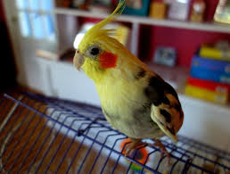 Cockatiels bird shop ltda, são paulo. Pet Birds Unwanted Eggs