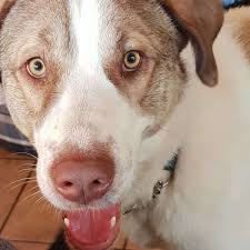 We did not find results for: Hund Michl Sucht Ein Neues Zuhause Bayern