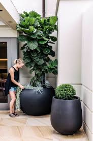 Fiddle Leaf Fig Tree Done By Harris Landscaping Gardens Large Outdoor Planters Indoor Plant Pots Indoor Plants