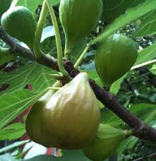 Résultat de recherche d'images pour "fig wasps in florida"