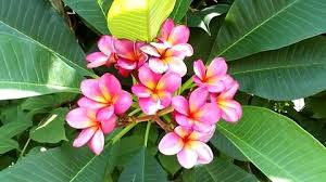 Pink Yellow Plumeria Frangipani Flower On The Tree