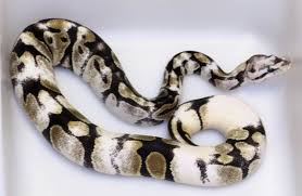 Axanthic Black Pewter Ball Python Paradox Pied Ball Python Ball Python Morphs Pet Snake Ball Python