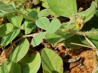 Image result for Crotalaria pisicarpa