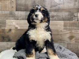 Kandi sweet bernedoodles mi are f1b bernedoodle breeders in byron center, michigan. Bernedoodle Dog Male Black Tan White 2514457 The Barking Boutique