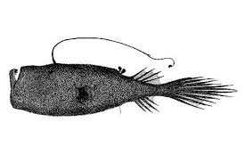 A single, simple or branched escal appendage in front of escal accepted name: Ceratias Holboelli