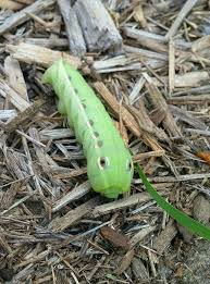 The caterpillars may even appear to be a leaf in order to blend in with their surroundings from nope.if the caterpillars are big enough and the doggies are small enough, then they still wouldn't eat them since caterpillars are herbivores. Oh My What Big Eyes You Have