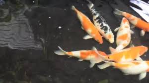 Ada sisa lahan sedikit dihalaman rumah dari pada. Kolam Dengan Ikan Mas Stok Video Kolam Dengan Ikan Mas Rekaman Bebas Royalti Depositphotos