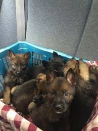 We serve the midwest region of the united states including indiana, michigan and ohio with our amazing gsd puppies. Akc German Shepherd Puppies Working Line For Sale In San Antonio Texas Classified Americanlisted Com