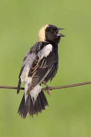 Black And White Spotted Bird Ontario A Male Bobolink Dolichonyx Oryzivorus Sings From A Fence Wire In Ontario Canada Photo By Jeff Dyck Listen To The Song Fence Design Fence Art Farm Fence