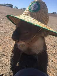 A Koala Wearing A Hat Cat Day Wearing A Hat Hats