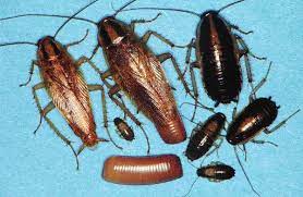 Since cockroaches are active at night, there's a good chance that they will. German Cockroach Control Get Rid Of German Roaches