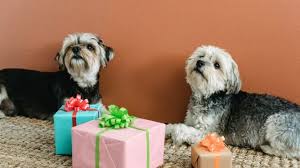 En el día mundial del perro, un recorrido por las diezrazas más exclusivas 9. Znrn Nyd Tuqxm
