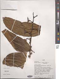 Image result for Strombosiopsis tetrandra