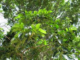 Image result for Cassipourea gummiflua