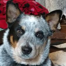 Blue australian cattle dog puppies for sale. Heartland Australian Cattle Dogs Home Facebook