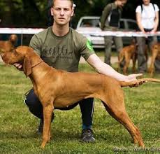 Image result for maďarský ohař drátosrstý