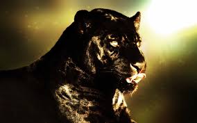 Black Panther Wallpaper With Blue Eyes Wallpaper Black Panther Hd Wallpapers Hd Photo Gallary Free Wallpaper Black Jaguar Animal Animal Wallpaper Black Panther