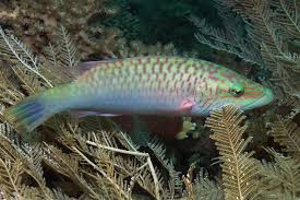 Image result for Oxyrhachis gracillima