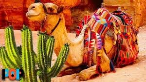 Camels have thick lips so they can eat the prickly desert plants with out feeling pain. How Camels Eat Cactus Without Getting Hurt Youtube