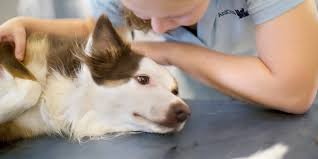Jemand, der blutungen intern haben oft einen niedrigeren blutdruck und eine höhere pulsfrequenz, als normal. Plotzliche Schwache Und Blasse Schleimhaute Bei Hund Katze Und Heimtier Anicura Deutschland