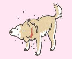 perro