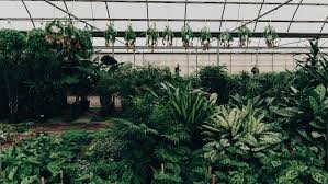 Turn Your Home Office Into A Greenhouse With Bloomscape S Free Zoom Backgrounds In 2020 Background Easy Backdrops Greenhouse
