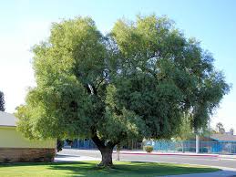 Image result for Searsia lancea