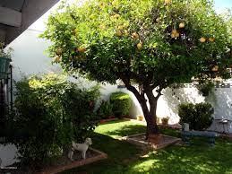 Easy fruit trees to grow fig trees gap photos. Pin By Lorichamar St Louis On Backyard Garden Mediterranean Plants Garden Trees Grapefruit Tree