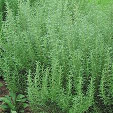 Image result for Rosmarinus officinalis