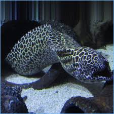 It inhabits coral and rocky reefs at depths up to 60 meters, and can grow to a total length up to 36.22 inches. Eels Pete S Aquariums Fish