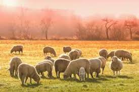 Johne S Disease In Sheep And Goats Sheep Goats