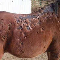 Ringworm Equiderma