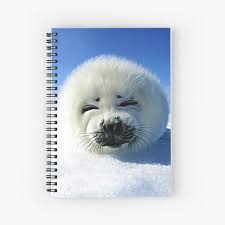 Baby Seal Gifts Merchandise Redbubble