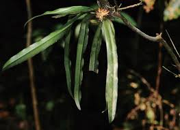 Image result for Polystachya undulata