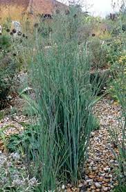 Pennisetum Alopecuroides Japonicum Ornamental Grasses Grass Plants