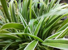 Image result for Chlorophytum minor