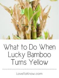 What To Do When Lucky Bamboo Turns Yellow Bambus Garten Bambus Pflanzen Und Pflanzen