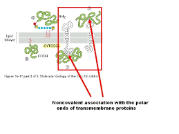 Drainin, a peripheral membrane protein, is a homolog of proteins occurring from yeast to man. Types Of Membrane Proteins Transmembrane Proteins Cytosolic Membrane