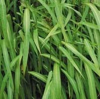 Image result for Schoenoxiphium